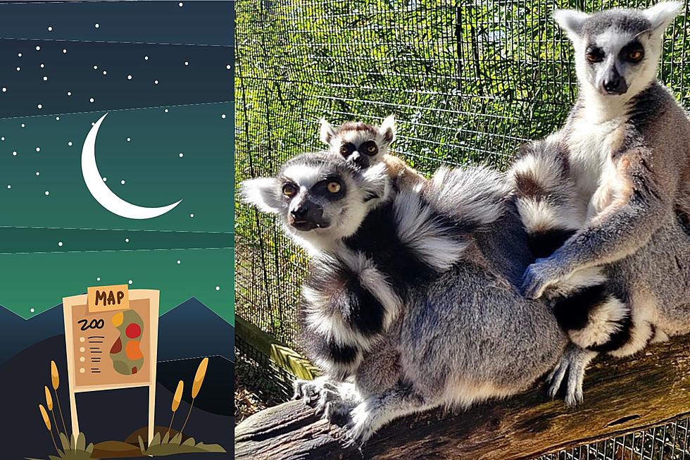 ‘Animals After Hours’ at Hudson Valley Zoo Select Summer Fridays
