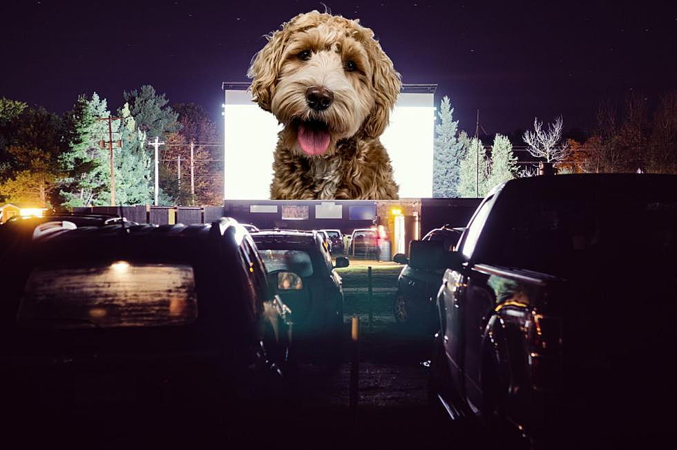 Just Arrived: “Drive-In” Movies with Your Dog in Ulster County