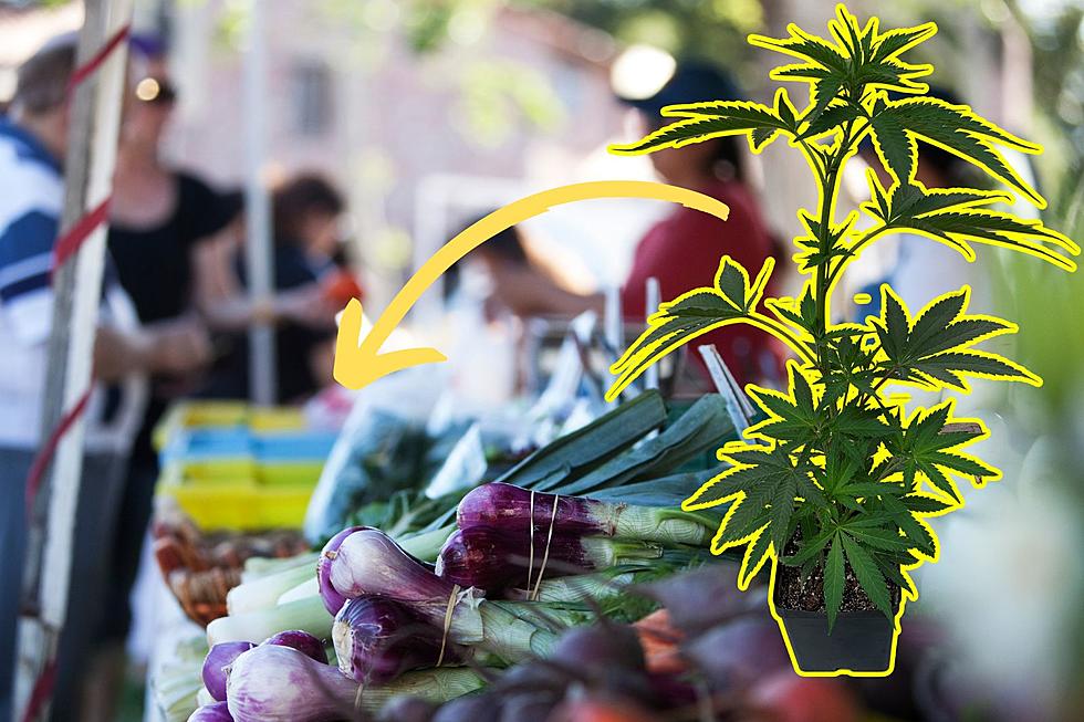 Is This a Loophole to Sell Cannabis at NY Farmer's Markets?