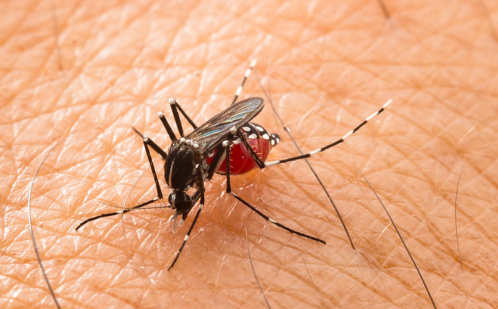 Mosquitos con Nilo Occidental encontrados en el Condado de Orange