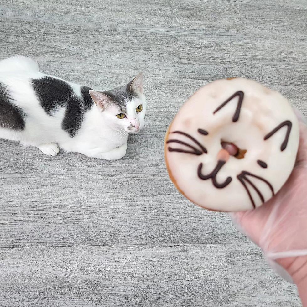 Cat Cafe + Delicious Donuts Are What Beacon Dreams Are Made Of