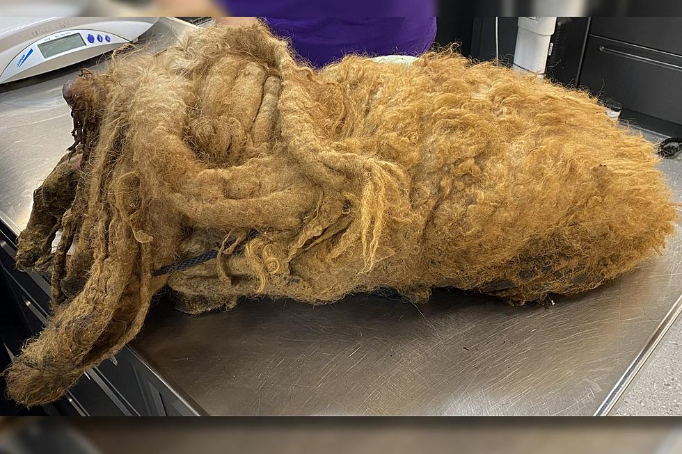 Watch: 8 Pounds of Fur Removed from Helpless NY Dog