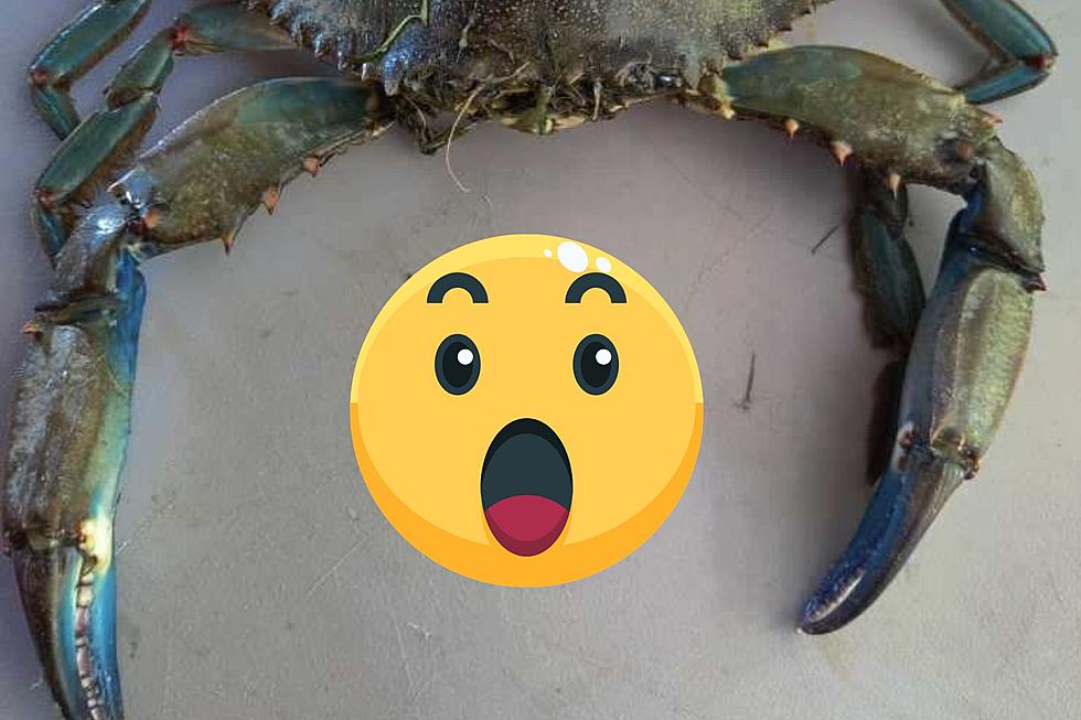 Enorme: hay un nuevo récord de Blue Crab en Nueva York