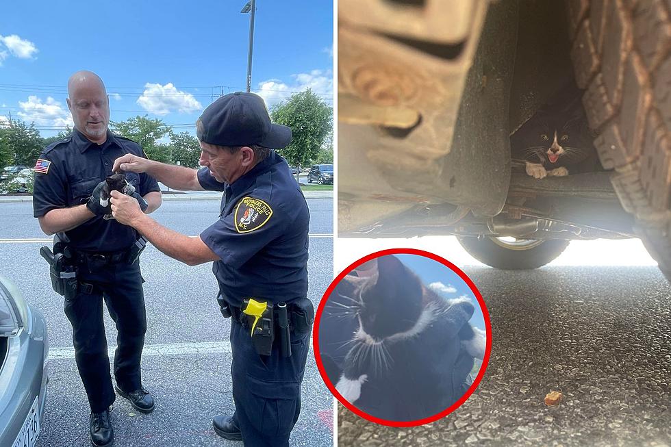 Wappingers PD Helps Rescue Kitten From Car Engine; Meet 'Toyota'