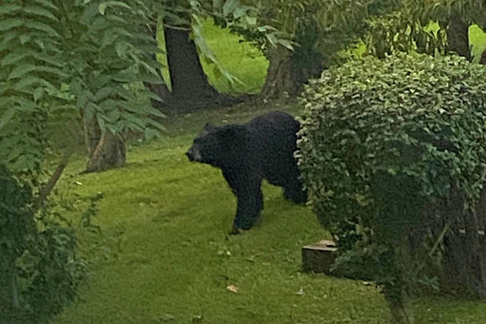PICTURES: Bear Spotted Roaming Through Fishkill, NY Residence
