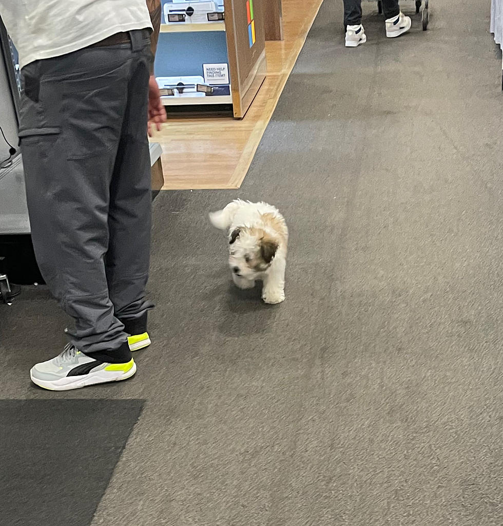Customer Allows Dog to Roam Around Poughkeepsie Store Unleashed