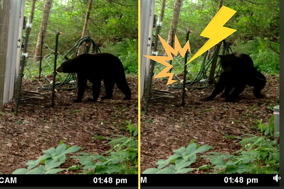 VIDEO: Watch a New York Bear Find Out What an Electric Fence Is