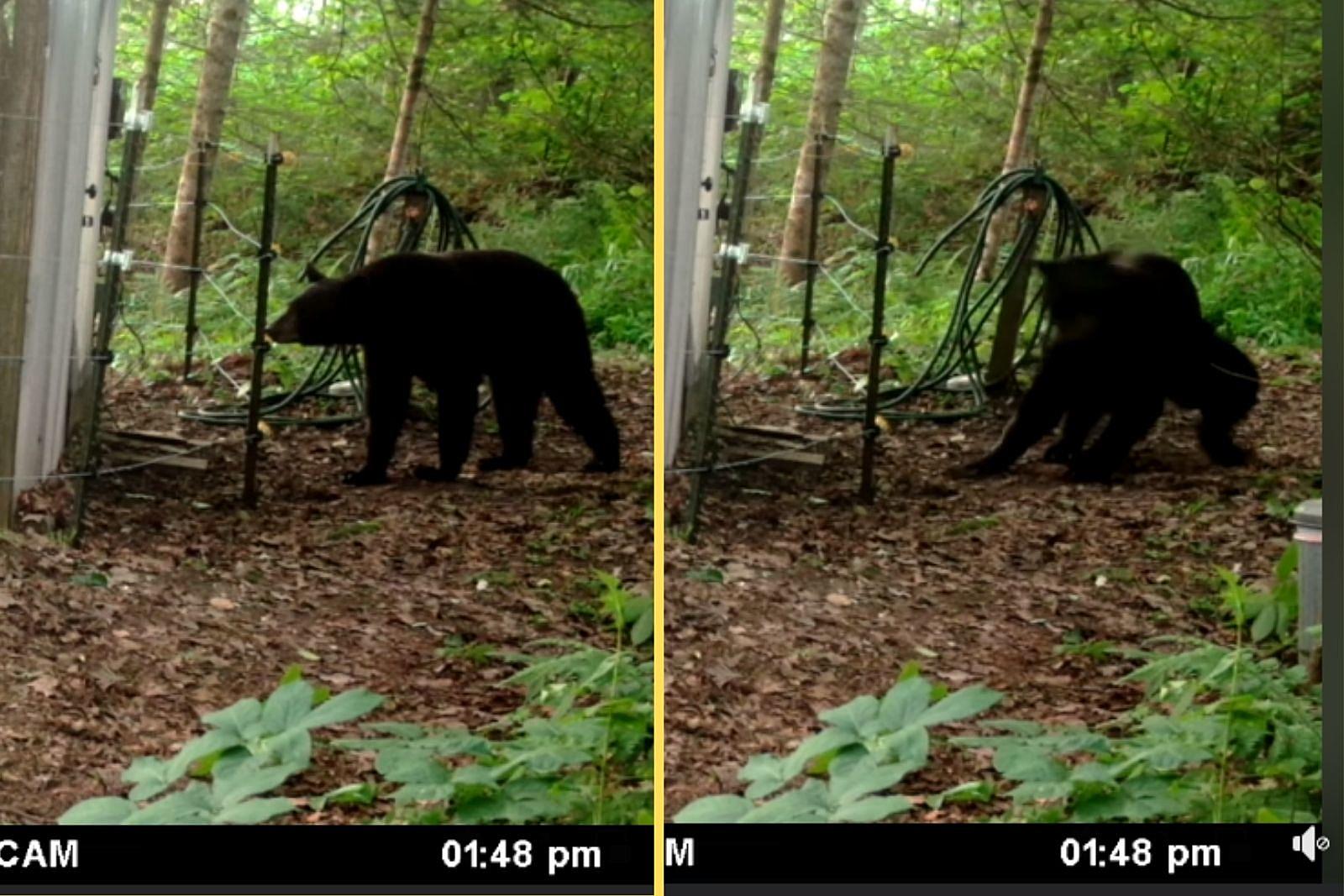 News: Black Bears Promotional Video - Binghamton Black Bears
