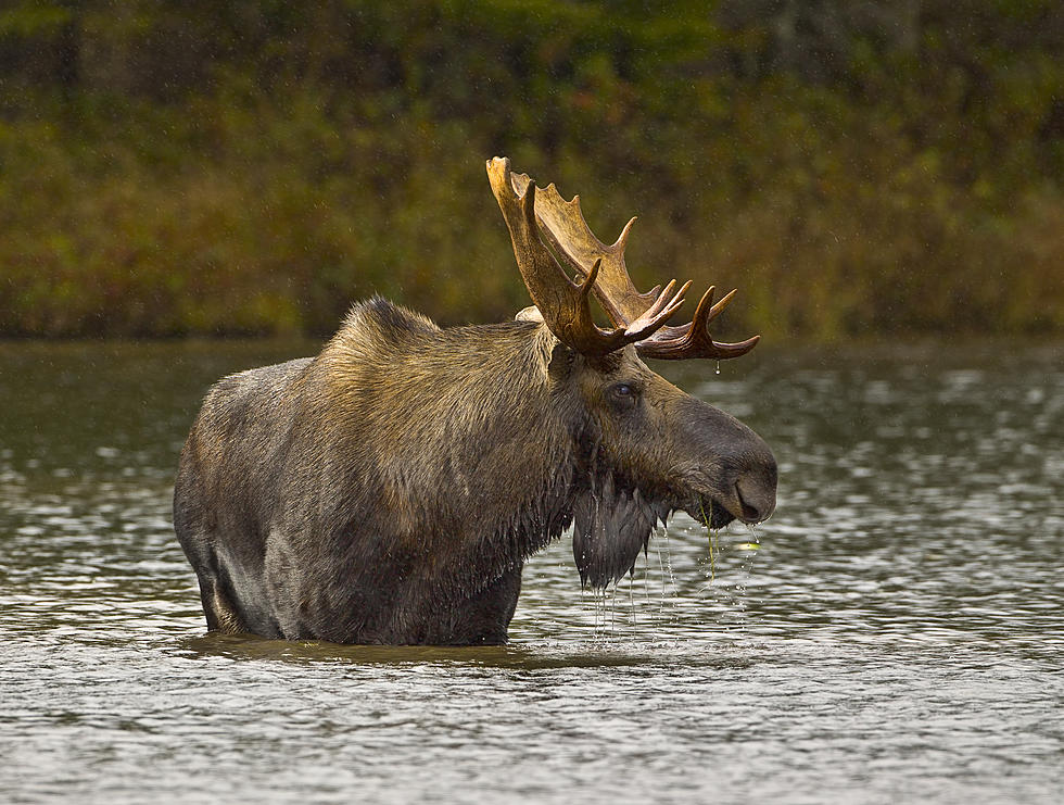 I Didn&#8217;t Know Seeing a Moose Was So Rare
