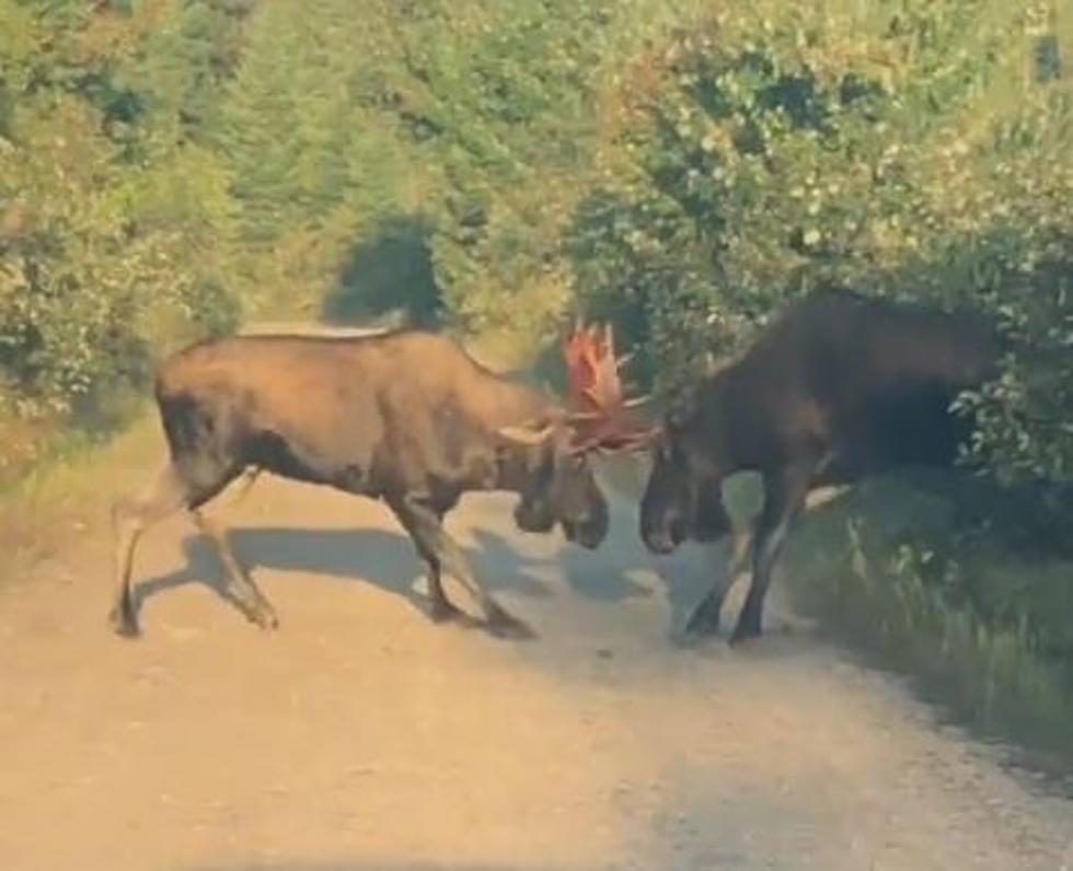 Intense Video of Moose Fight in New York