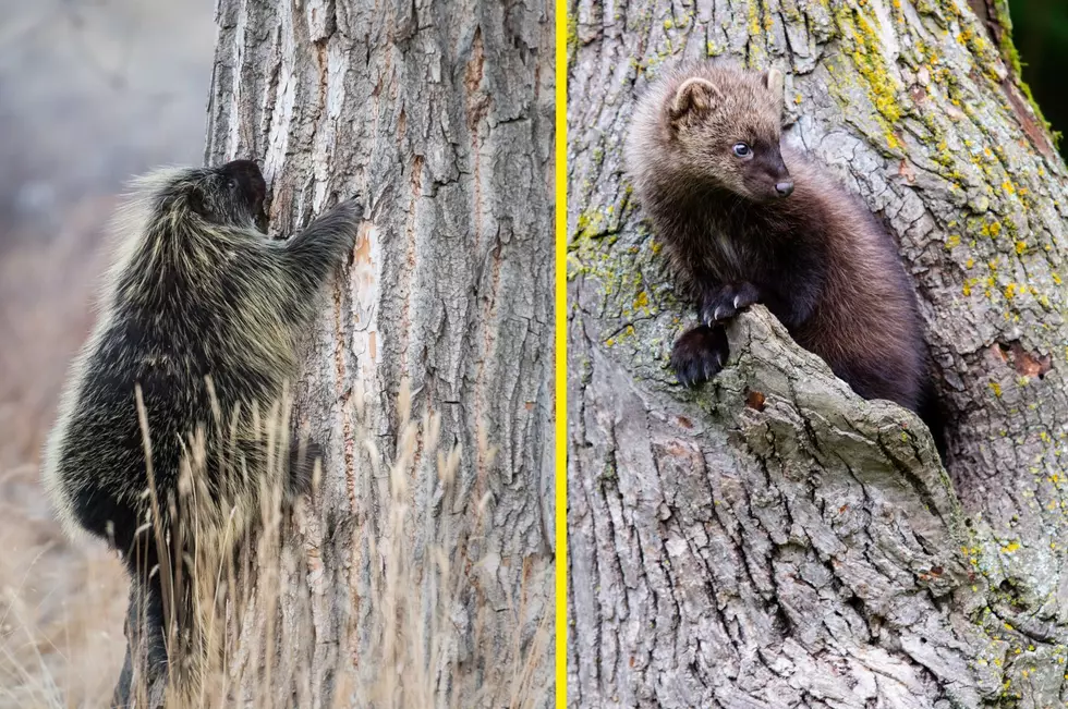 A fisher (R) is the only natural predator of New York's porcupines (Jillian Cooper/KenCanning via Canva)