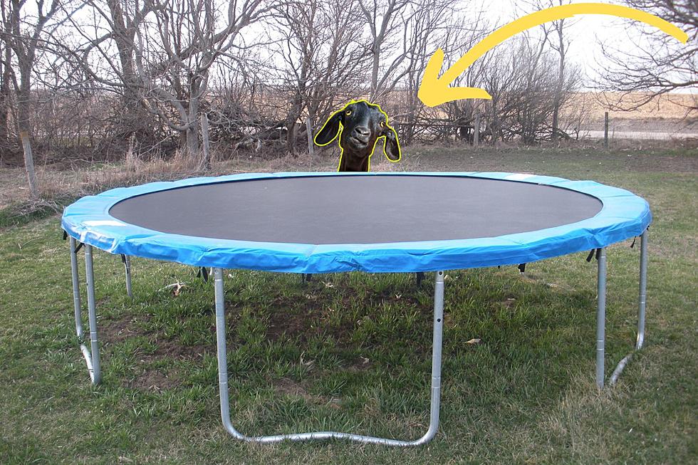 New York, Check Your Trampoline. There Might Be a Goat on It