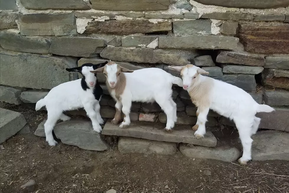 Three of the Inn's adorable fainting goats (faintinggoatislandinn.com)