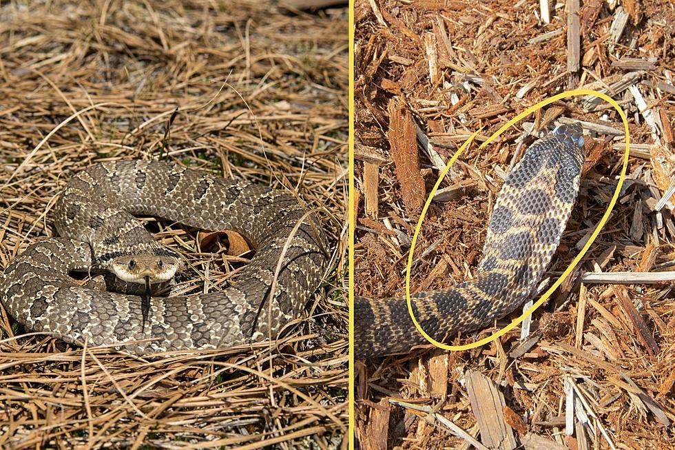 Don’t Be Fooled by New York’s Rare ‘Cobra-Like’ Snake