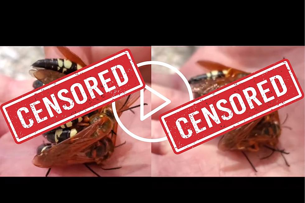 Wild Hornet Orgy Caught on Camera in New York