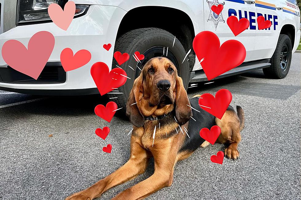 The Hudson Valley’s New Police Dog is Already Solving Cases