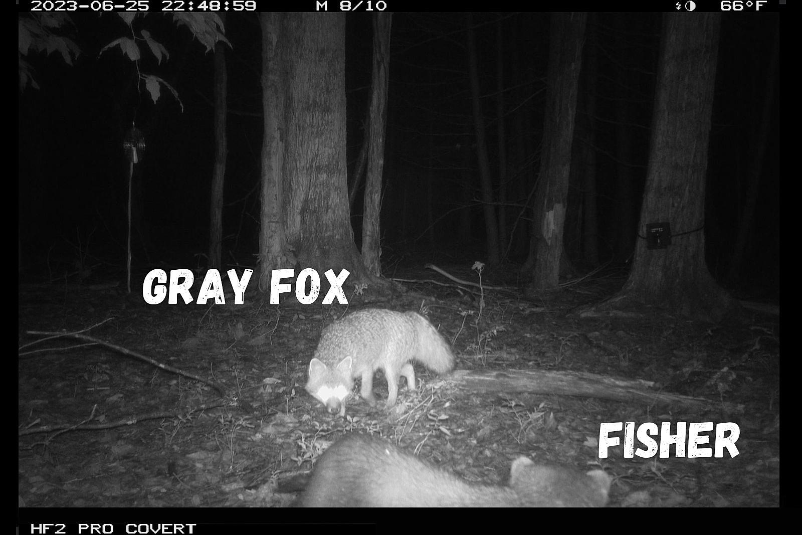 Gray Fox - NYS Dept. of Environmental Conservation