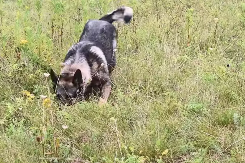 K9 Cramer trains with the NYS DEC (NYSDEC via YouTube)