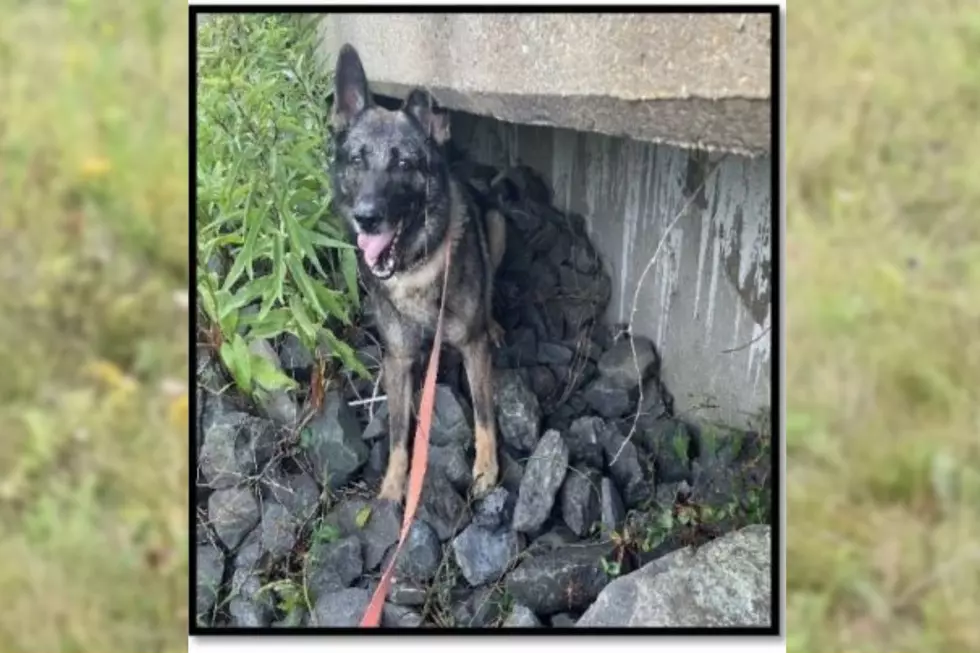 K9 Cramer recently helped detect illegally-harvested blackfish (NYS DEC)