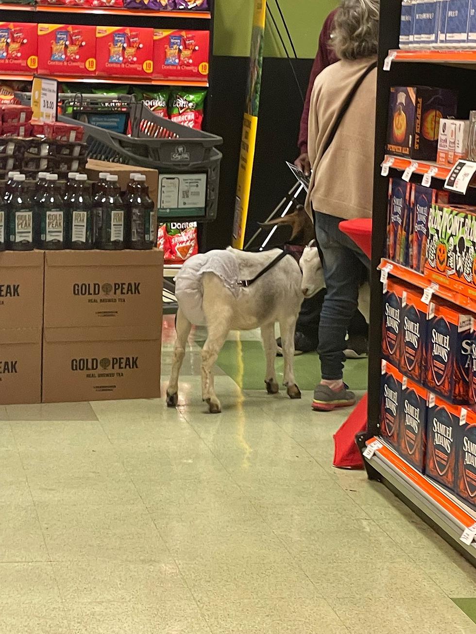 Lady Brings Goats Grocery Shopping in Fishkill, New York