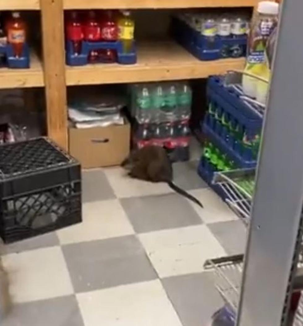 'King of the Rats' Shopping at New York Convenient Store