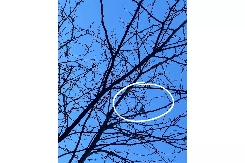 B-2 Stealth bomber pictured flying above trees near SUNY New Paltz campus