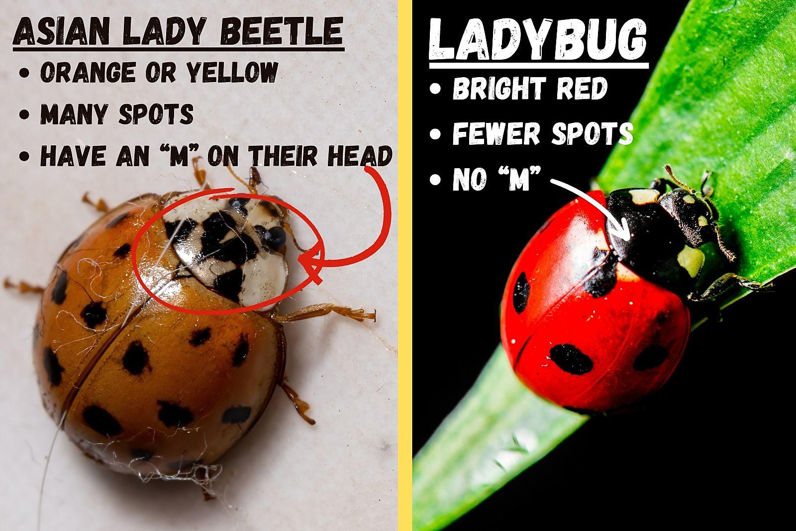 Know the difference between lady bugs and Asian lady beetles 