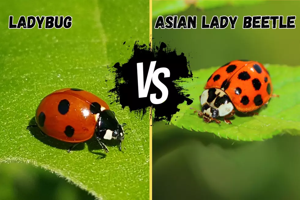 While they look and act similarly, there are a few differences between the Ladybug and Asian Lady Beetle (Canva)