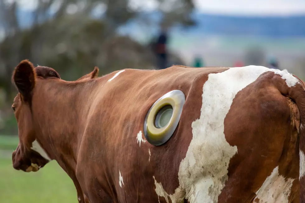 You can visit cows in New York with holes in their stomachs, otherwise known as fistulated cows