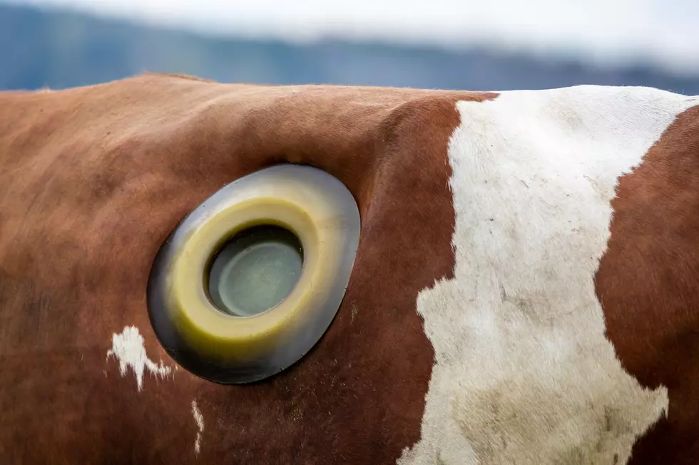 The process of installing a fistula in a cow is surprisingly quick and relatively simple