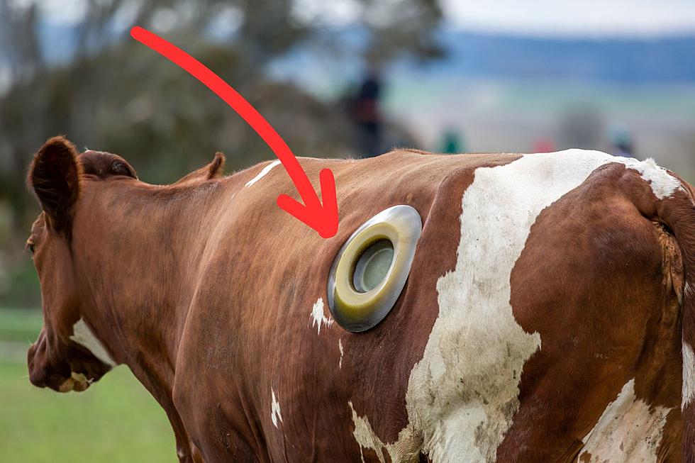 How You Can Actually Look Inside a Living Cow in New York
