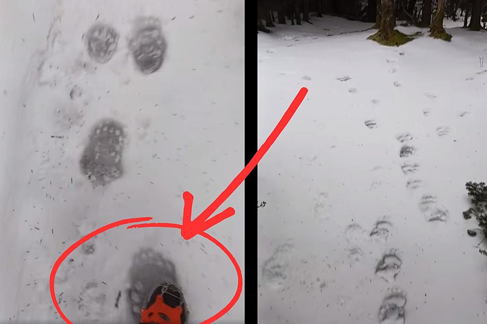 Video Shows Stunning Size of Bear Prints in New York