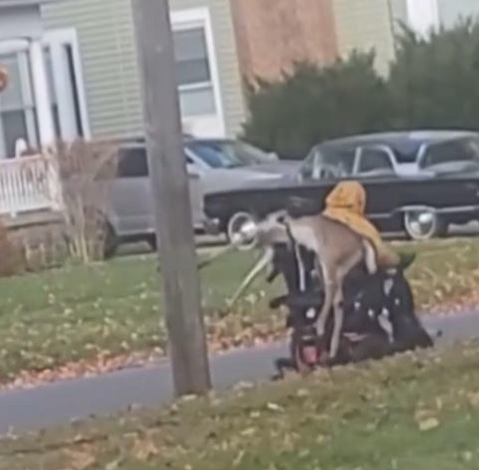 New York Man Hauls Deer Carcass on Motorized Scooter