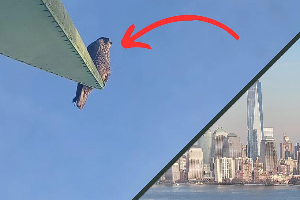 New York Falcon Spotted in the Most Patriotic Roost Ever
