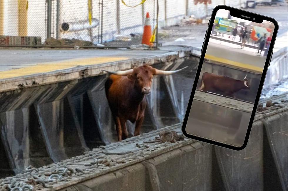 PHOTOS: Fearless Bull Messes with New York Commuters