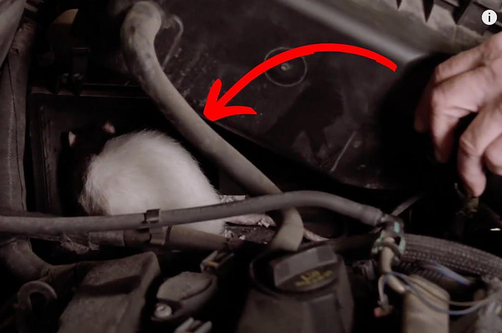 New Yorkers: 3 Signs a Mouse is Living In Your Car