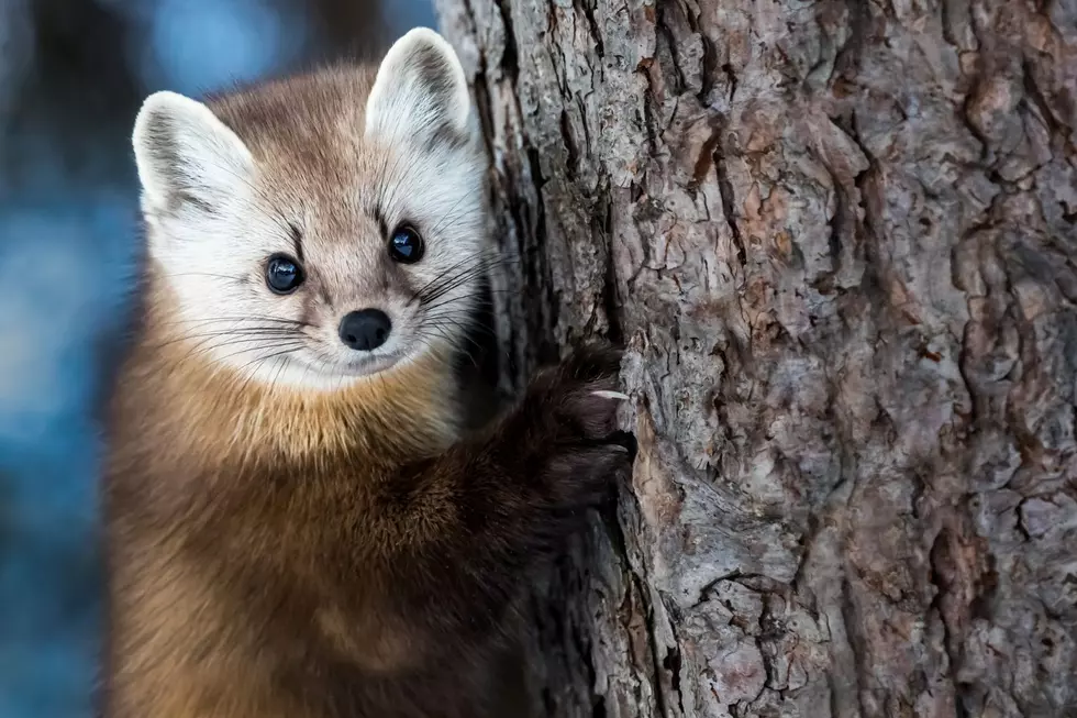 Martens have lighter-colored fur than fishers. They're also smaller