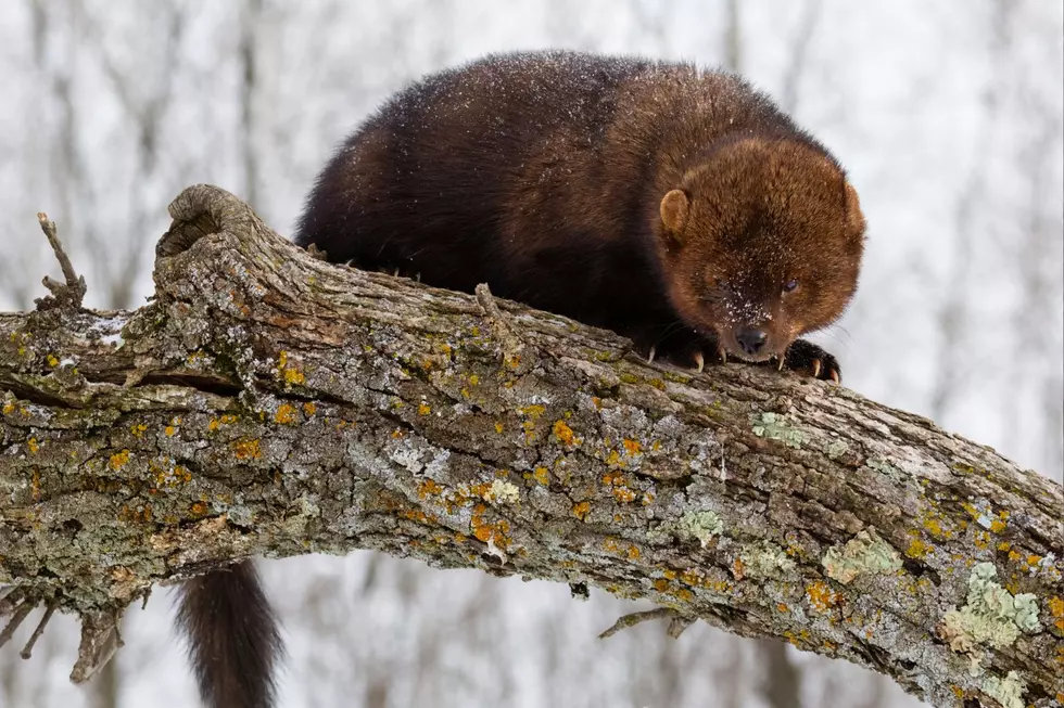 Fishers are larger than martens, with ears that are smaller in comparison to their heads. Their fur is also a darker brown color
