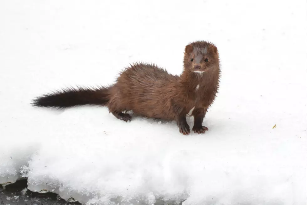 Mink also live in New York state and are a member of the weasel family. They are identifiable by the patch of white fur on their chins