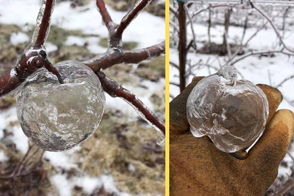 Have You Seen a &#8216;Ghost Apple&#8217; in New York Before?