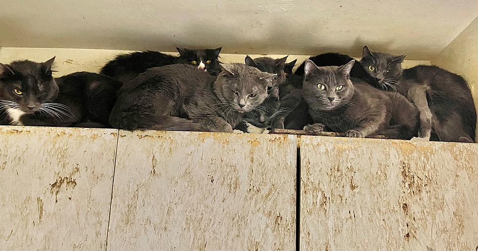 SPCA Intervenes in Heartbreaking & Horrific Cat Hoarding in White Plains