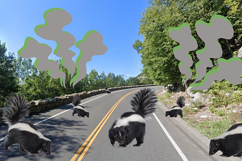 The &#8216;Dirty&#8217; Reason You&#8217;re Seeing More Skunks in New York