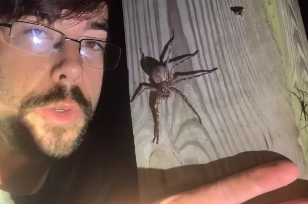 Using a human head for comparison, it's easy to see just how big Dark Fisher Spiders are