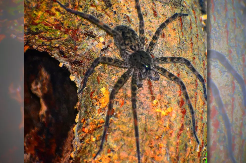 Dark Fisher Spiders aren't just big, they're interesting to look at, too