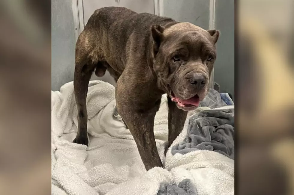 Authorities say Barney, who was abandoned while suffering from an especially painful form of bone cancer, was left to fend for himself by his owners