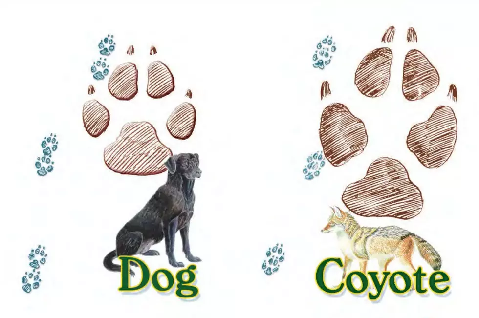 It can be important for New York pet owners to know the difference between coyote and domestic dog tracks