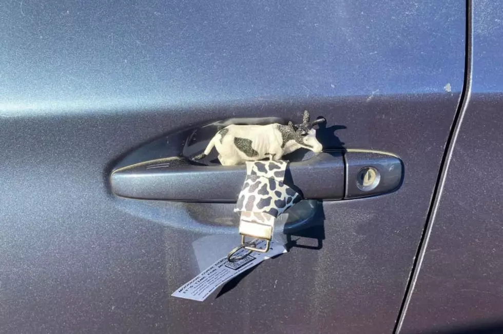 All different types of cows and cow-themed items are being left on Hudson Valley, NY Subaru vehicles