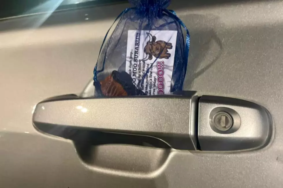 Many cows left on Subaru vehicles contain a note explaining the trend