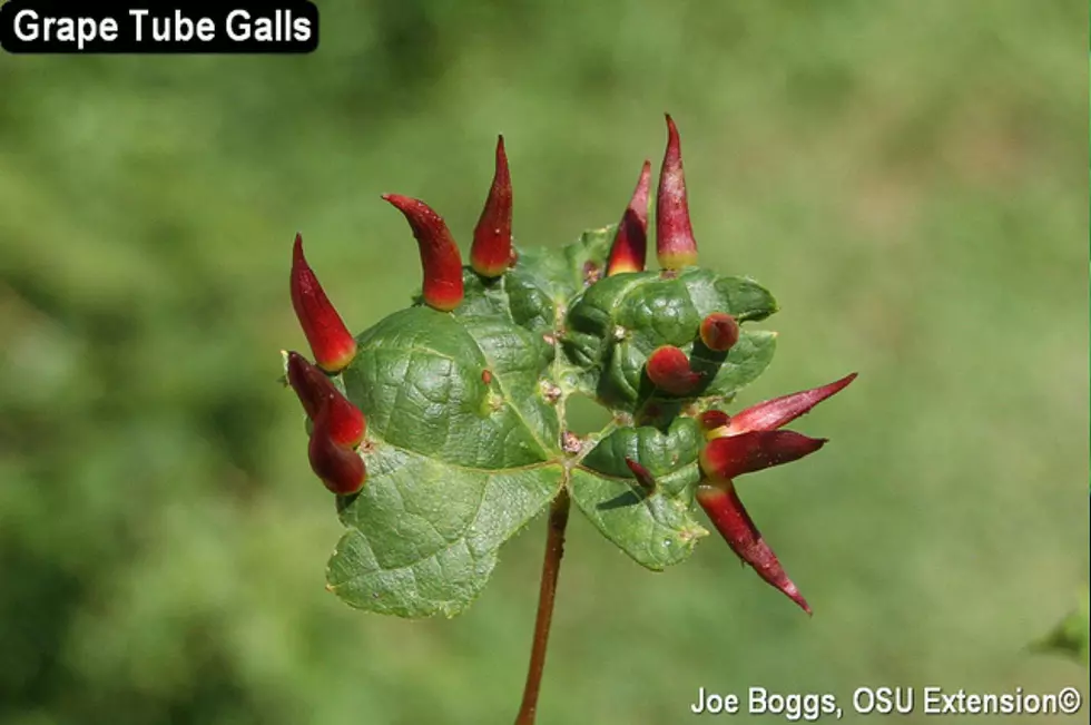 Plant galls can range in shape, including these spiky grape tube galls