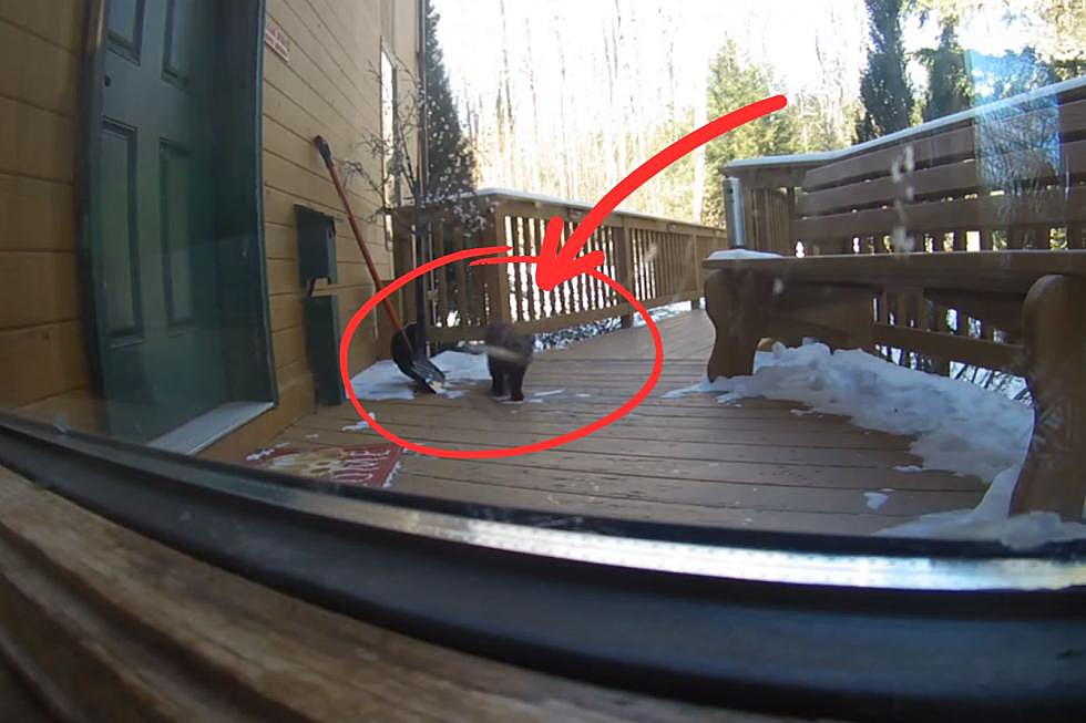 Surprising Predator Caught On Doorbell Camera In New York